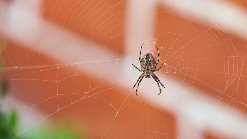 Avalons-nous vraiment des araignées dans notre sommeil ?