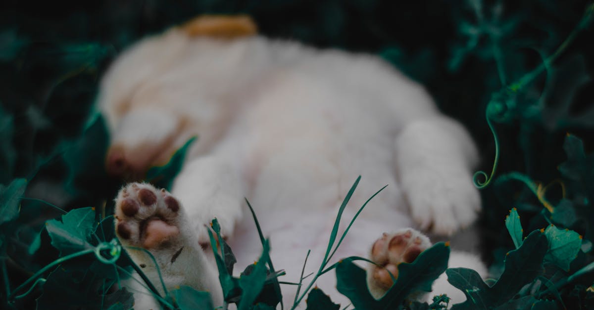 découvrez les animaux les plus adorables et attendrissants du règne animal. des chiots espiègles aux chatons câlins, plongez dans un monde de tendresse et d'adorabilité. ne manquez pas notre sélection des plus mignons compagnons de la nature !