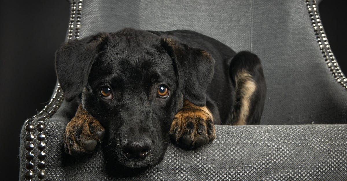 découvrez le monde des animaux les plus mignons avec notre sélection des créatures les plus adorables. des chiots aux chatons, plongez dans des histoires fascinantes et des images attendrissantes qui réchaufferont votre cœur.