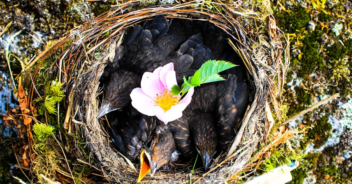 découvrez le monde fascinant des hatchlings, les jeunes animaux nouvellement éclots, et explorez leur voyage de la naissance à l'indépendance. plongez dans les différentes espèces et leurs habitudes étonnantes.