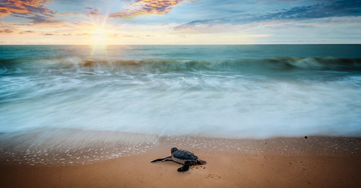 découvrez l'univers fascinant des tortues : leurs habitats, comportement, espèces et efforts de conservation pour protéger ces reptiles incroyables.