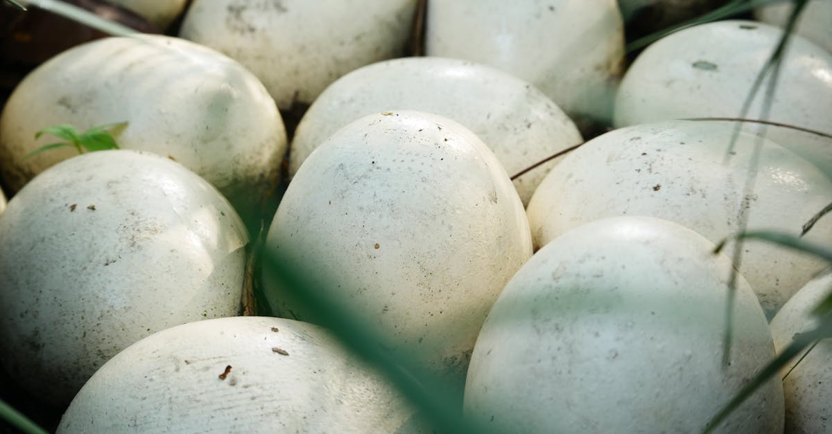 découvrez le processus fascinant d'incubation des œufs de tortue, de leur ponte à l'éclosion. apprenez les meilleures techniques et conditions nécessaires pour assurer la survie des petites tortues. plongez dans l'univers captivant de la reproduction des tortues et leur conservation.