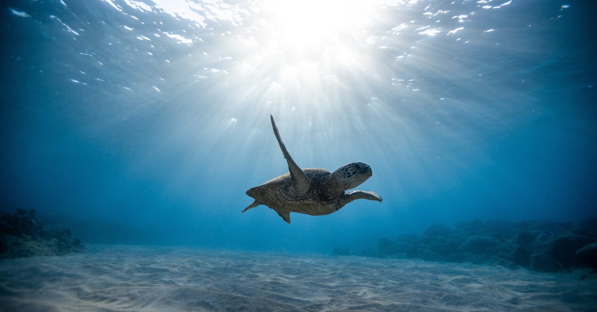 découvrez l'univers fascinant des tortues : leurs comportements, habitats et l'importance de leur conservation pour la biodiversité. apprenez tout sur ces créatures marines et terrestres, emblèmes de sagesse et de longévité.